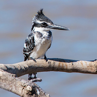 South Luangwa - Pied kingfisher
